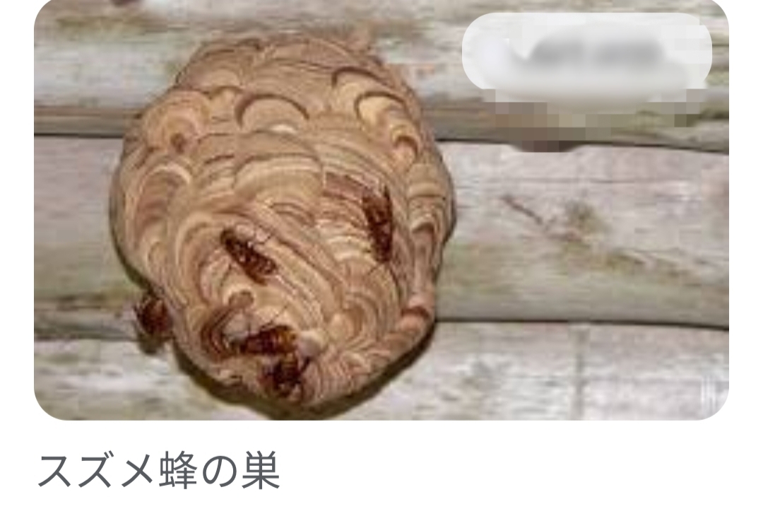 スズメ蜂の巣駆除の画像